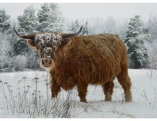 Call of the Wild Spectrum Digital Print (42” x 32”) Panel