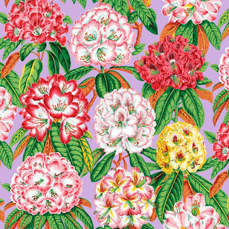 FS K. Fassett Rhododendrons Lavender